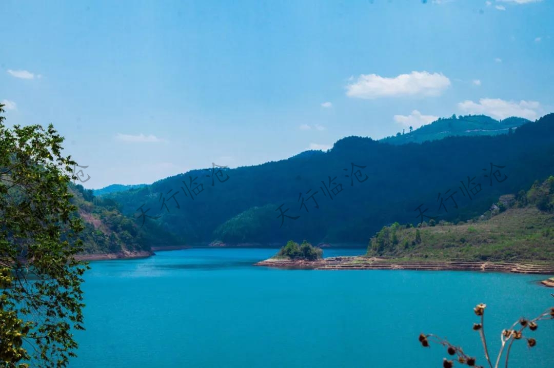 冰島古茶樹(shù)風(fēng)光