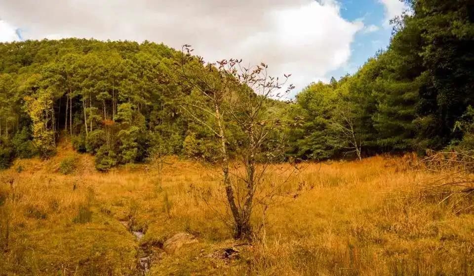 臨滄大浪壩森林公園，高山草甸良辰美景