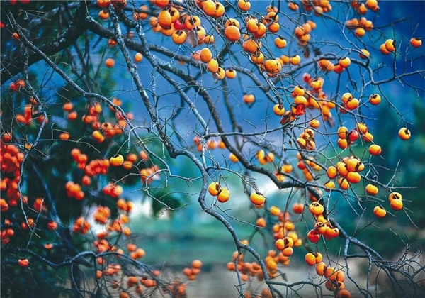 臨滄丨涌寶石頭寨 秋天的童話