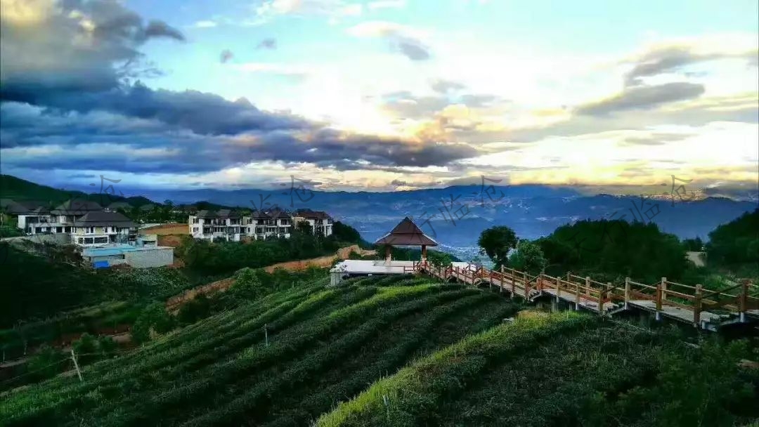 臨滄茶山研學(xué)