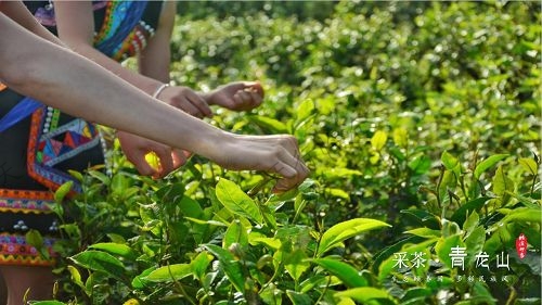 臨滄青龍山采茶