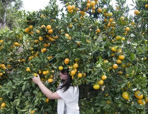 云縣愛華鎮(zhèn)田心村小田心自然村