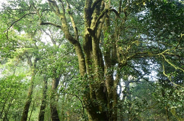 美麗臨滄-----茗茶飄香尊天下