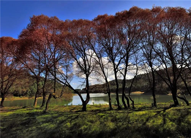 美山美水美茶 美樹(shù)的神奇邂逅