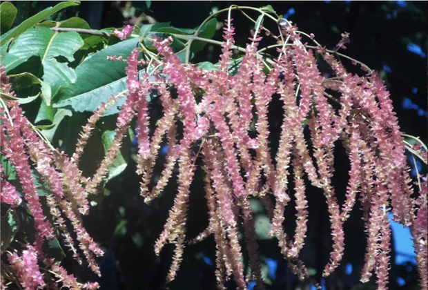 秘境！一場(chǎng)臨滄的生物多樣性之約