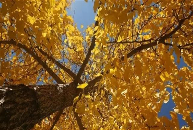 臨滄會展策劃：嗨起來！冬季到臨滄的幾種玩法~