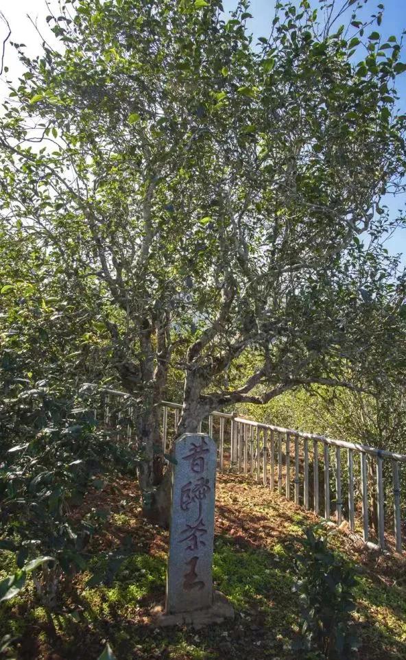 昔歸小鎮(zhèn)古茶園