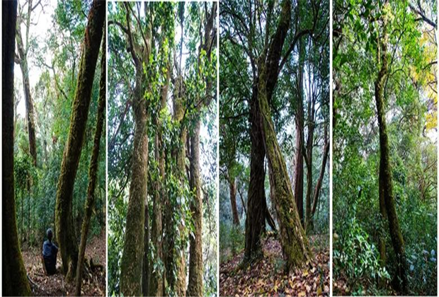 【臨滄茶旅】去永德尋找茶樹的祖先