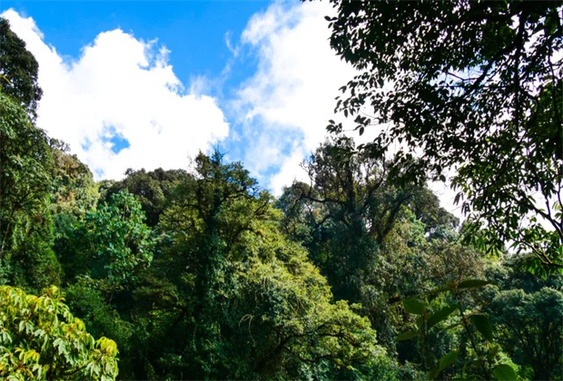 【臨滄茶旅】辨四族，識勐庫