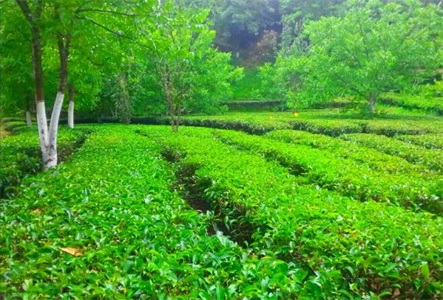 臨滄人游臨滄 | 約會盛夏 悅享清涼 踏上醉美鄉(xiāng)村旅游行攝之旅