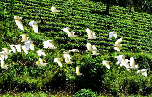 云南旅游,云南旅行社,云南團(tuán)建公司,云南策劃公司,云南會議執(zhí)行,臨滄旅游,臨滄旅行社,臨滄團(tuán)建公司,臨滄策劃公司,臨滄會議會展：國際茶日│來臨滄茶香漫古道，舌尖跳山歌