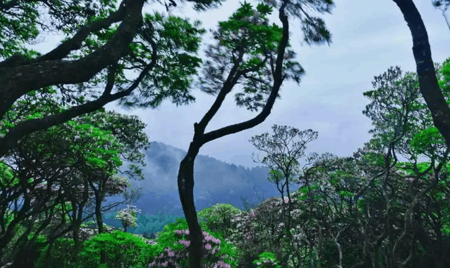 云南臨滄旅游,云南臨滄旅行社,云南臨滄團(tuán)建公司,云南臨滄策劃公司,云南會(huì)議會(huì)展,云南旅游地接：醉美臨滄6天5晚深度游