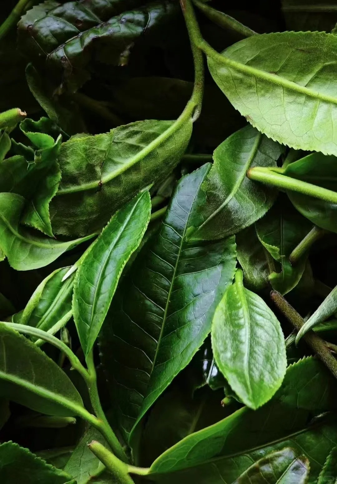 云南團(tuán)建公司,云南策劃公司,云南會(huì)議會(huì)展,云南旅游地接,臨滄旅游,臨滄旅行社,臨滄團(tuán)建公司,臨滄策劃公司,臨滄會(huì)議會(huì)展:冰島村：在變遷中守望茶香