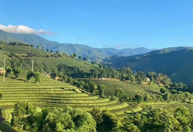 臨滄旅游：臨滄問(wèn)茶：一葉入境，遍歷山河的回甘