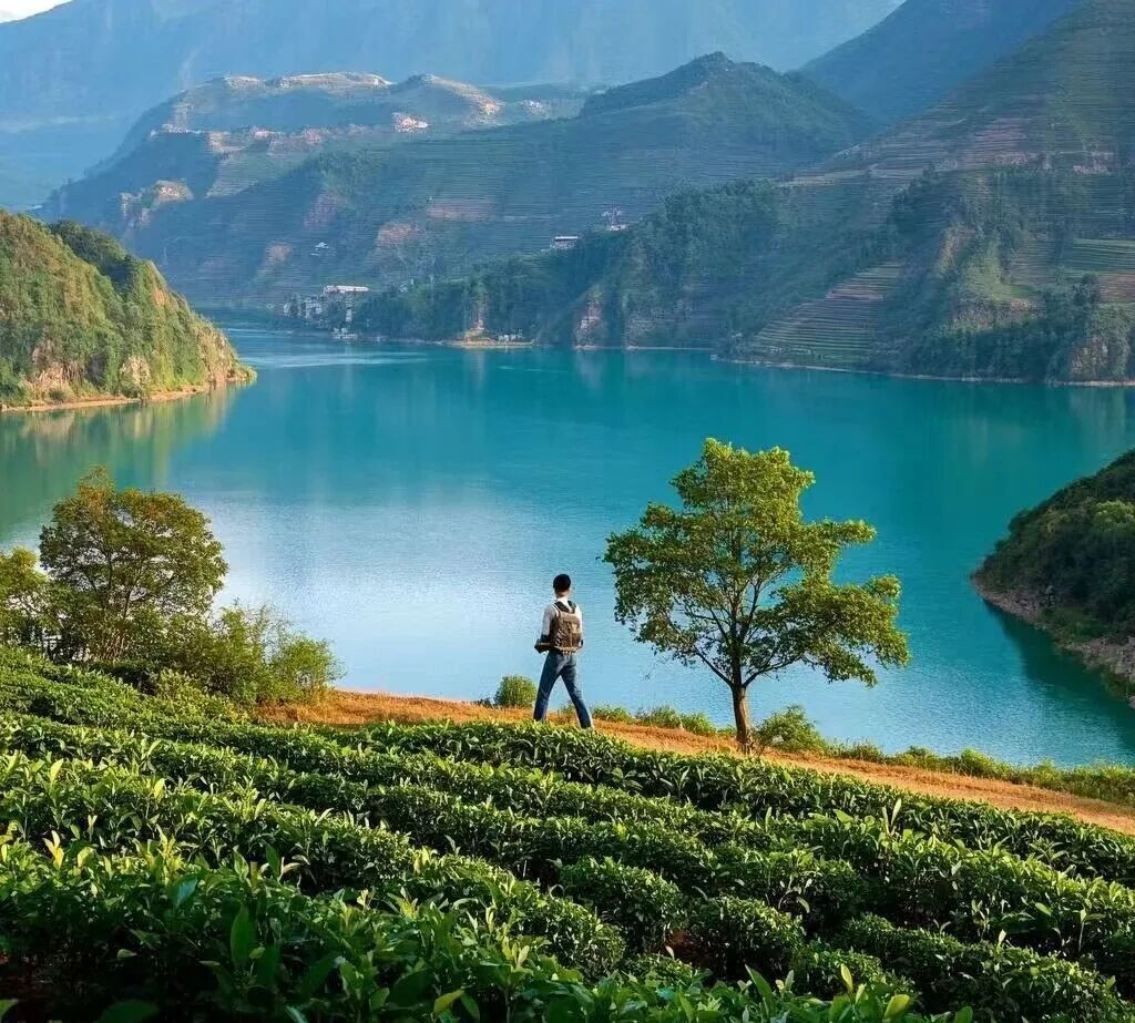 臨滄問(wèn)茶：一葉入境，遍歷山河的回甘